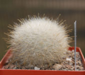 Mamillopsis senilis