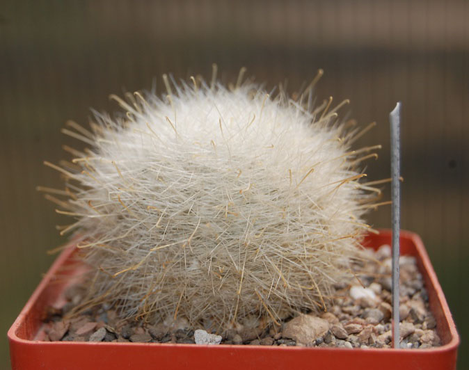 Mamillopsis senilis