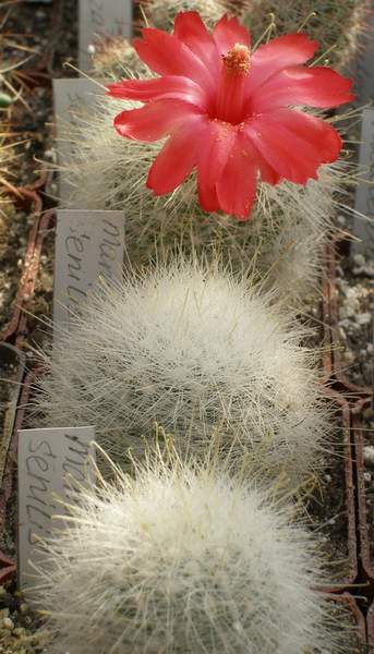 Цветение Mamillopsis senilis