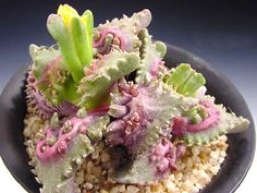 cv. ‘Super Warty’ f. variegata