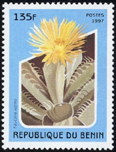 Faucaria felina на марках Бенина и Сомали