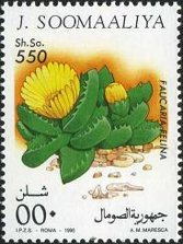 Faucaria (Фаукария) | 1