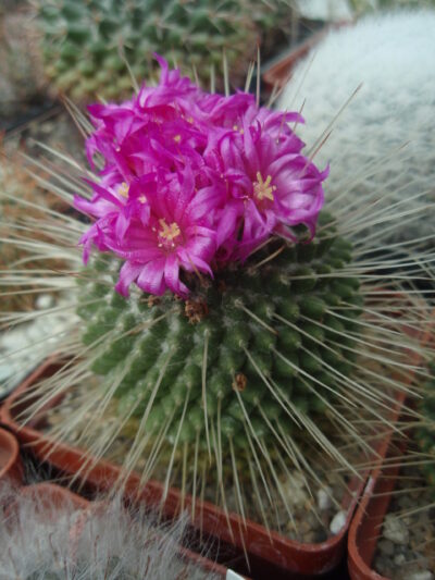 Mammillaria spinossisima cv."UNOPIKO"