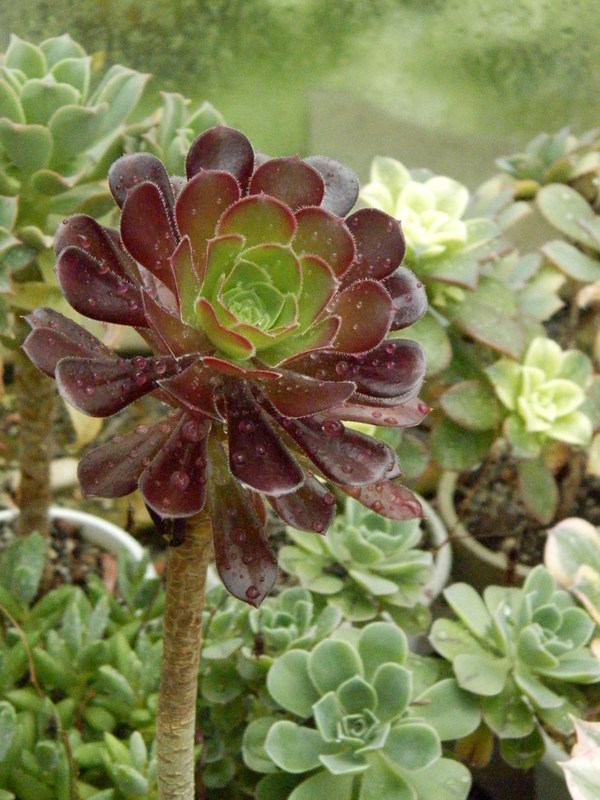 Aeonium arboreum v. atropurpureum