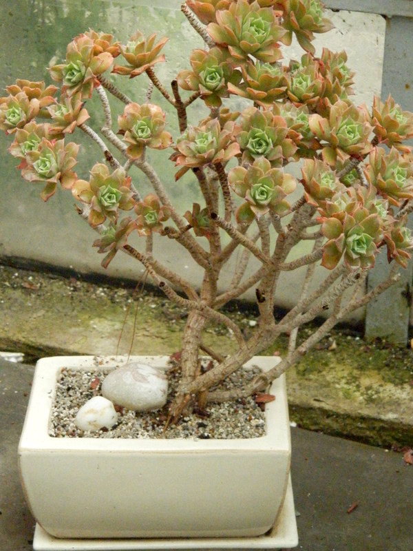 Aeonium decorum