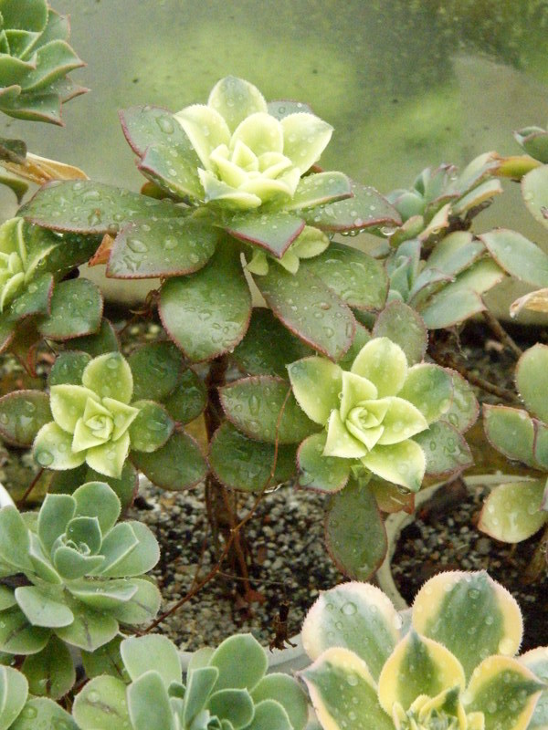 Aeonium haworthii cv. Kiwi