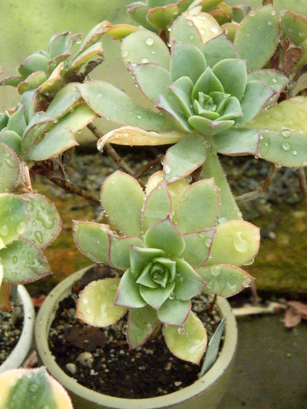 Aeonium haworthii