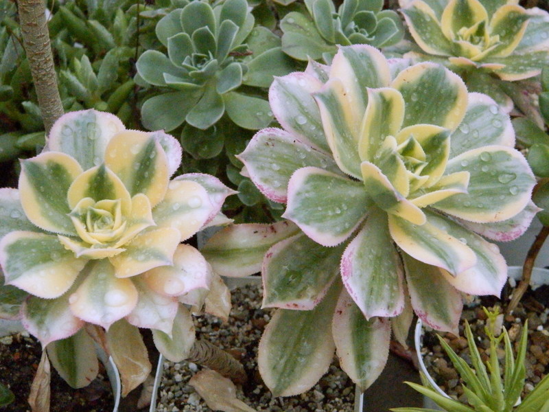 Род Эониум (Aeonium) из семейства толстянковых (Crassulaceae)