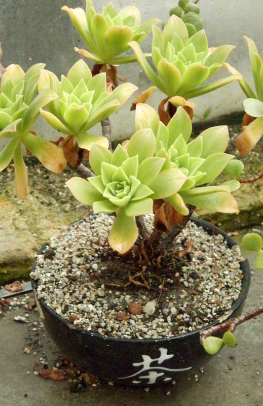 Aeonium tabulaeforme
