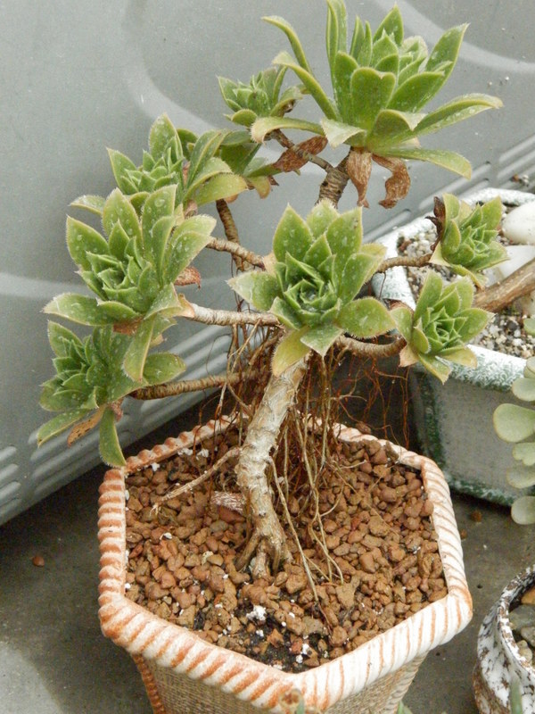Aeonium x simpsii