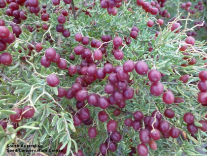 Nitraria billardierei