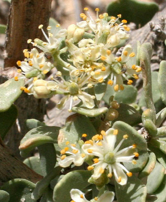 Nitraria (Селитрянка)