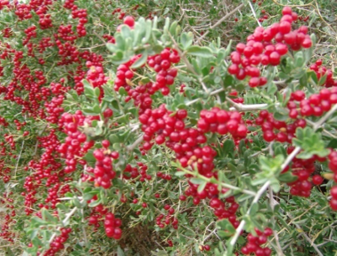 Nitraria tangutorum 