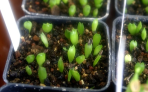 Проростки Whitesloanea crassa