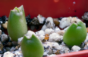 Проростки Whitesloanea crassa