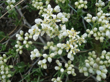 Цветущая ветвь Nitraria sibirica
