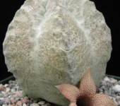 Whitesloanea crassa