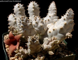 Whitesloanea crassa x Huerniopsis decipiens