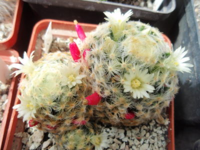 Mammillaria schiedeana