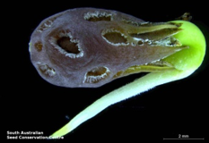 Nitraria billardierei: прорастающее семя