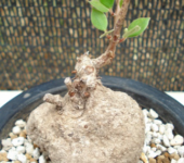 Macleania insignis