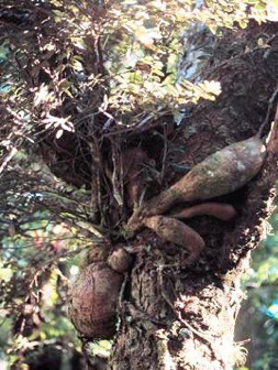 Macleania insignis в природе