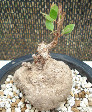 Macleania (Маклиния)