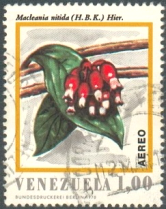 Macleania rupestris
