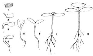 Процесс прорастания семени M. rupestris
