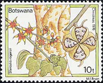 S. rogersii (Ботсвана, 1976)