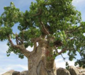Sterculia africana