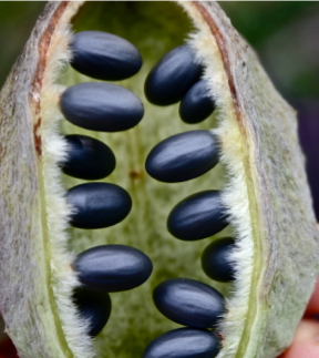 Sterculia africana- созревший плод с семенами