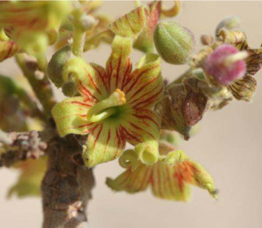 Sterculia africana: цветки