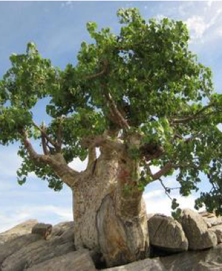 Sterculia  (Стеркулия)