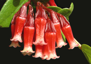 Цветёт Macleania insignis