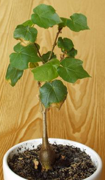 Юная Sterculia rhynchocarpa