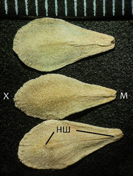 A. arabicum