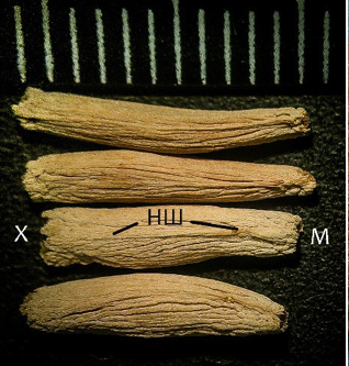 A. obesum