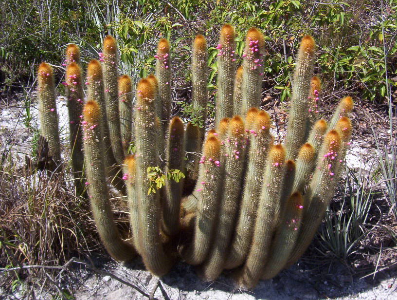 Micranthocereus auriazureus