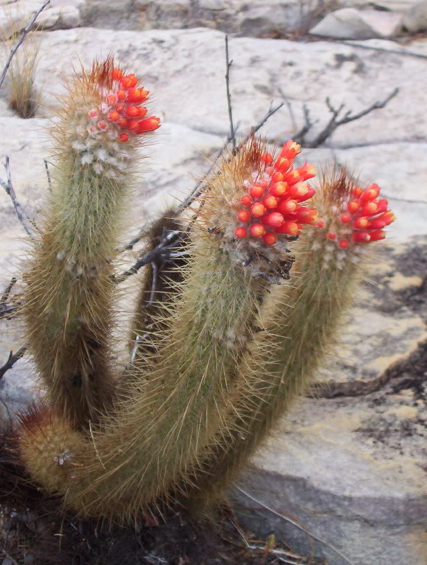 Micranthocereus flaviflorus