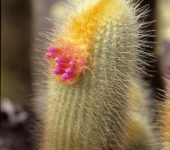 Micranthocereus streckeri