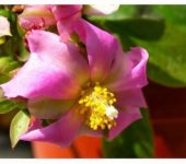 PERESKIA grandifolia (grandiflora)