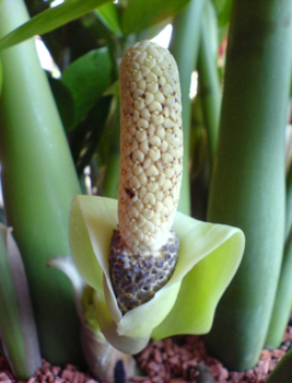 Соцветие и плод Z. zamiifolia