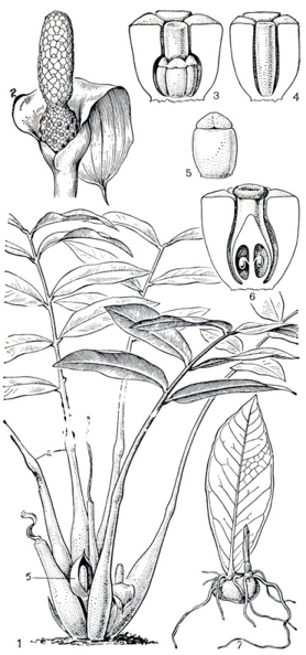Z-zamiifolia