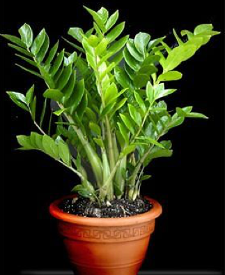 Zamioculcas (Замиокулькас)
