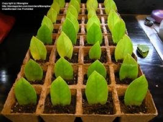 Zamioculcas (Замиокулькас) 2 Укореняющиеся листья и корневая система замиокулькаса