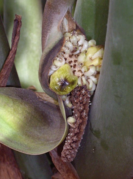плод Zamioculcas zamiifolia