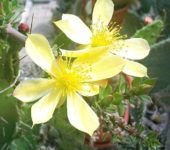 Pereskiopsis spathulata – цветение