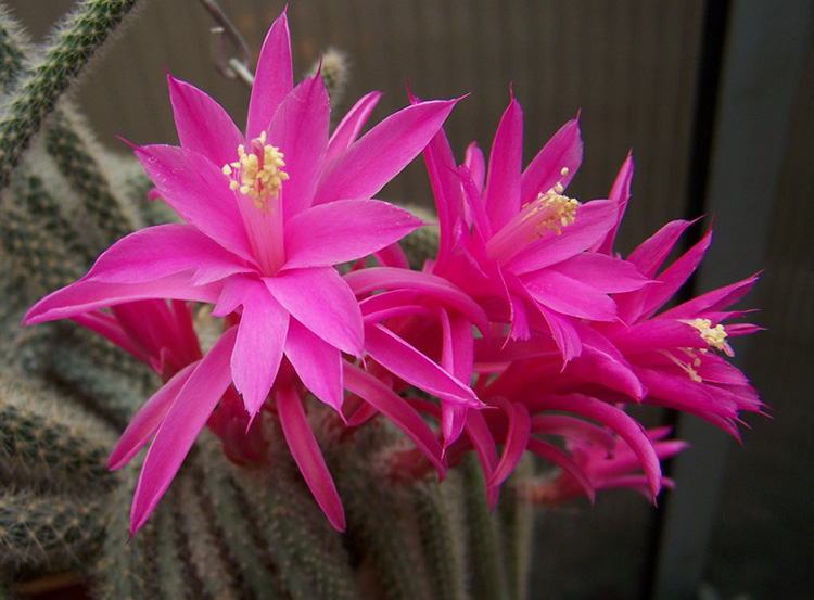 В среде эпифитных кактусов. Род Апорокактус (Aporocactus)