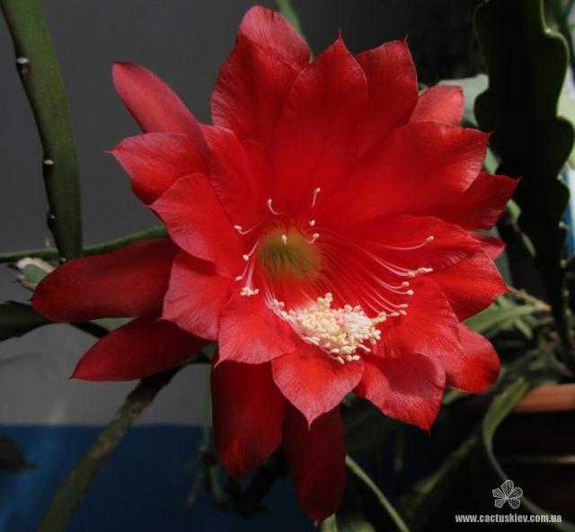 В среде эпифитных кактусов. Род Эпифиллюм (Epiphyllum)